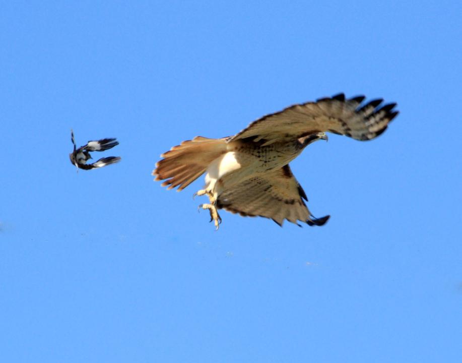 Mockingbird Divebomber Full Flaps Pull Out! | Shutterbug